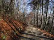 Die Abfahrt führt steil und holprig durch den Wald runter nach Vingelz