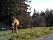 Ein Vertreter der im Jura heimische Pferderasse, der "Freiberger"