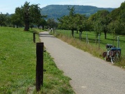 Kirschbäume bei Dornach