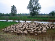 An der Schwarzen Elster