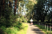 Radweg durch den Wald