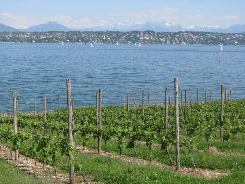 Datei:Rhone-Genfersee.jpg