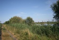 Deichweg zwischen Kostrzyn und Swierkocin.JPG
