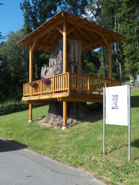 Datei:Dicke Eiche.jpg