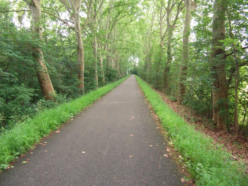 Datei:Forêt de la Robertsauc.jpg