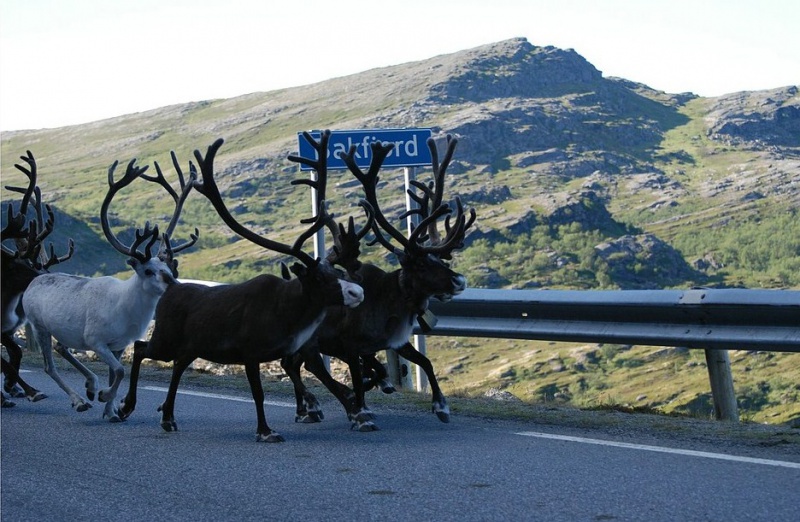 Datei:Norwegen Rentiere.jpg