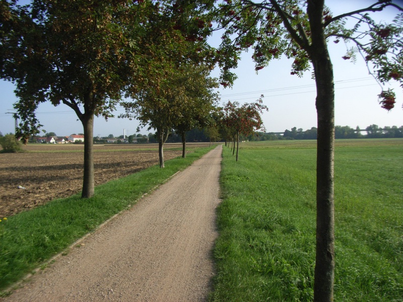 Datei:Radweg bei Kriechau R0011436.jpg