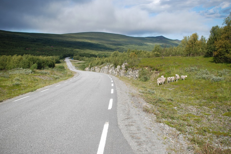 Datei:Strasse nach Havoysund.jpg
